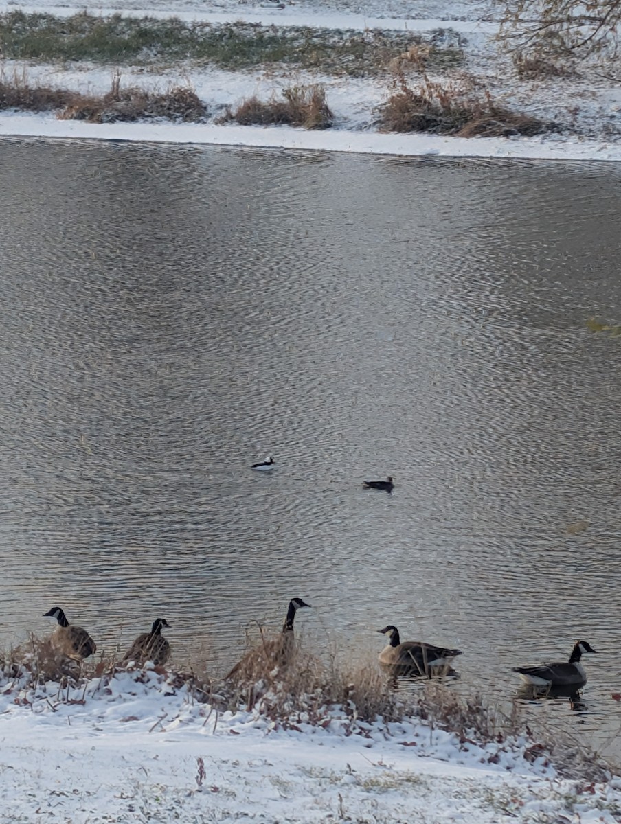 Bufflehead - ML646047979