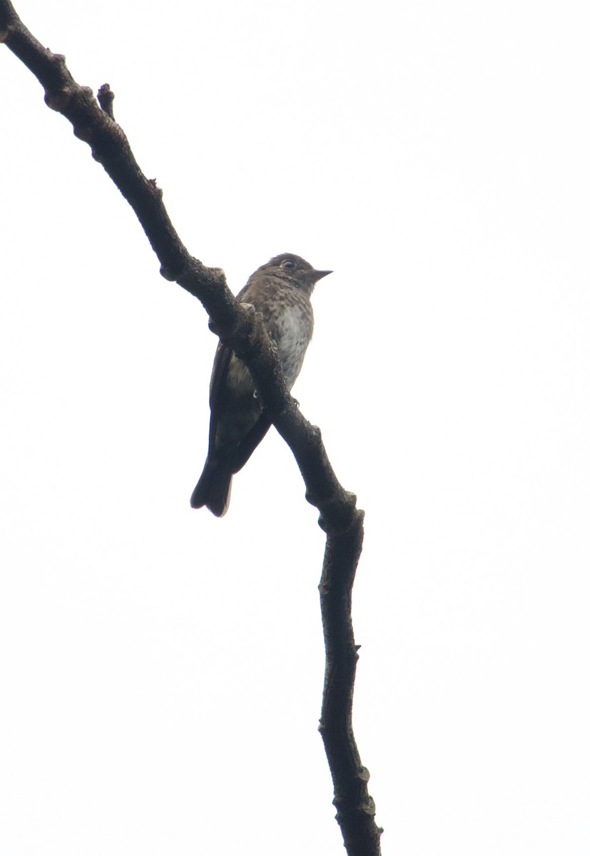 Dark-sided Flycatcher - ML646047982
