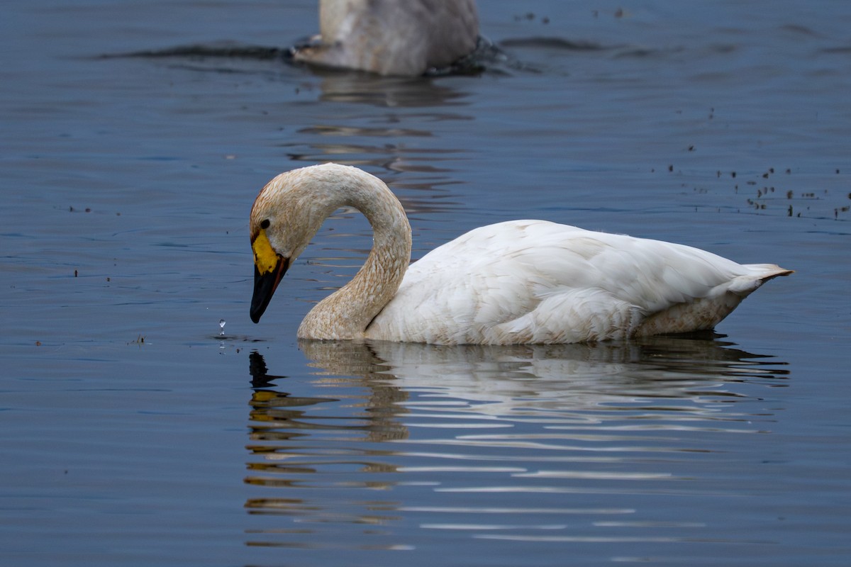 Лебідь чорнодзьобий - ML646047984