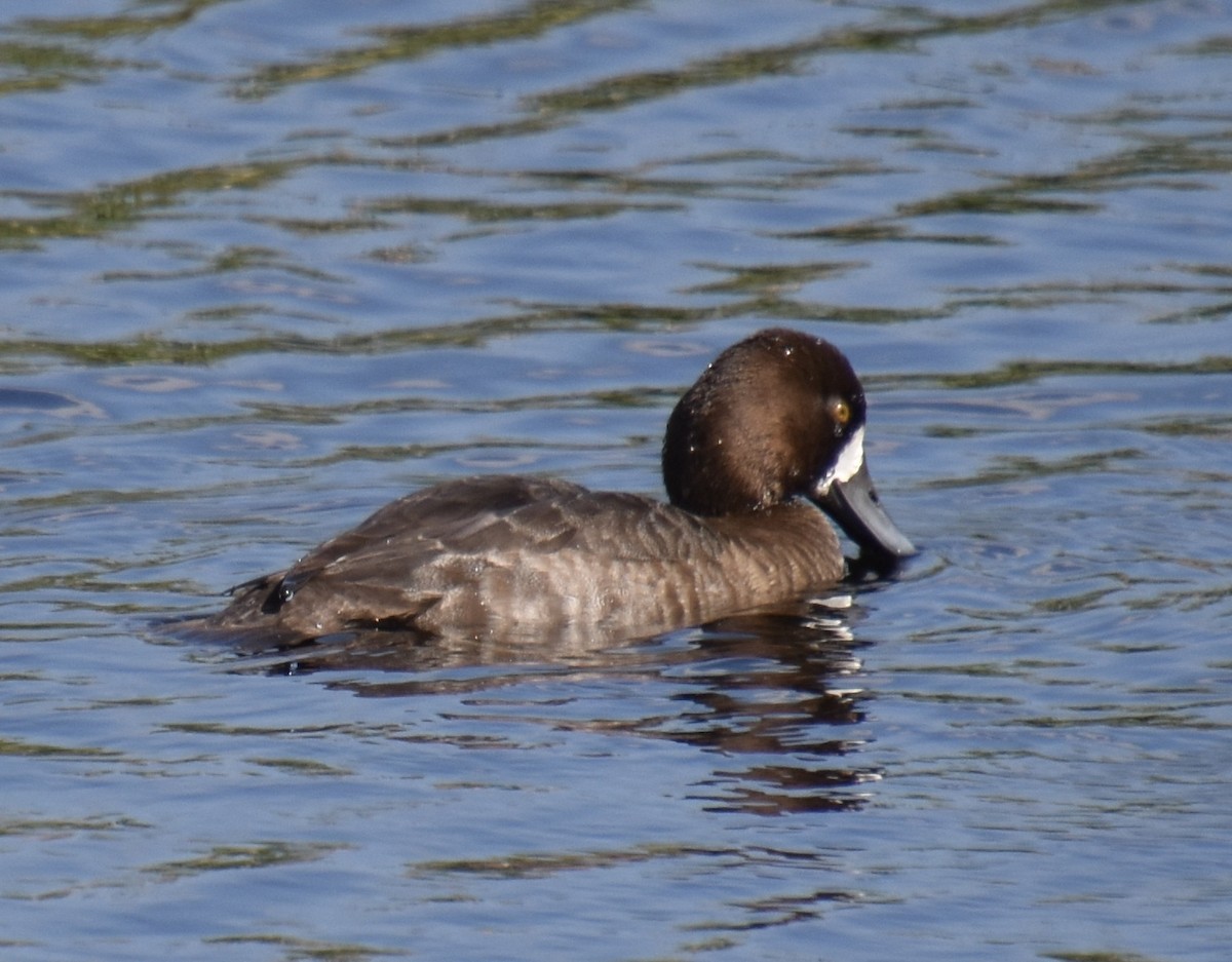 Greater/Lesser Scaup - ML646047990