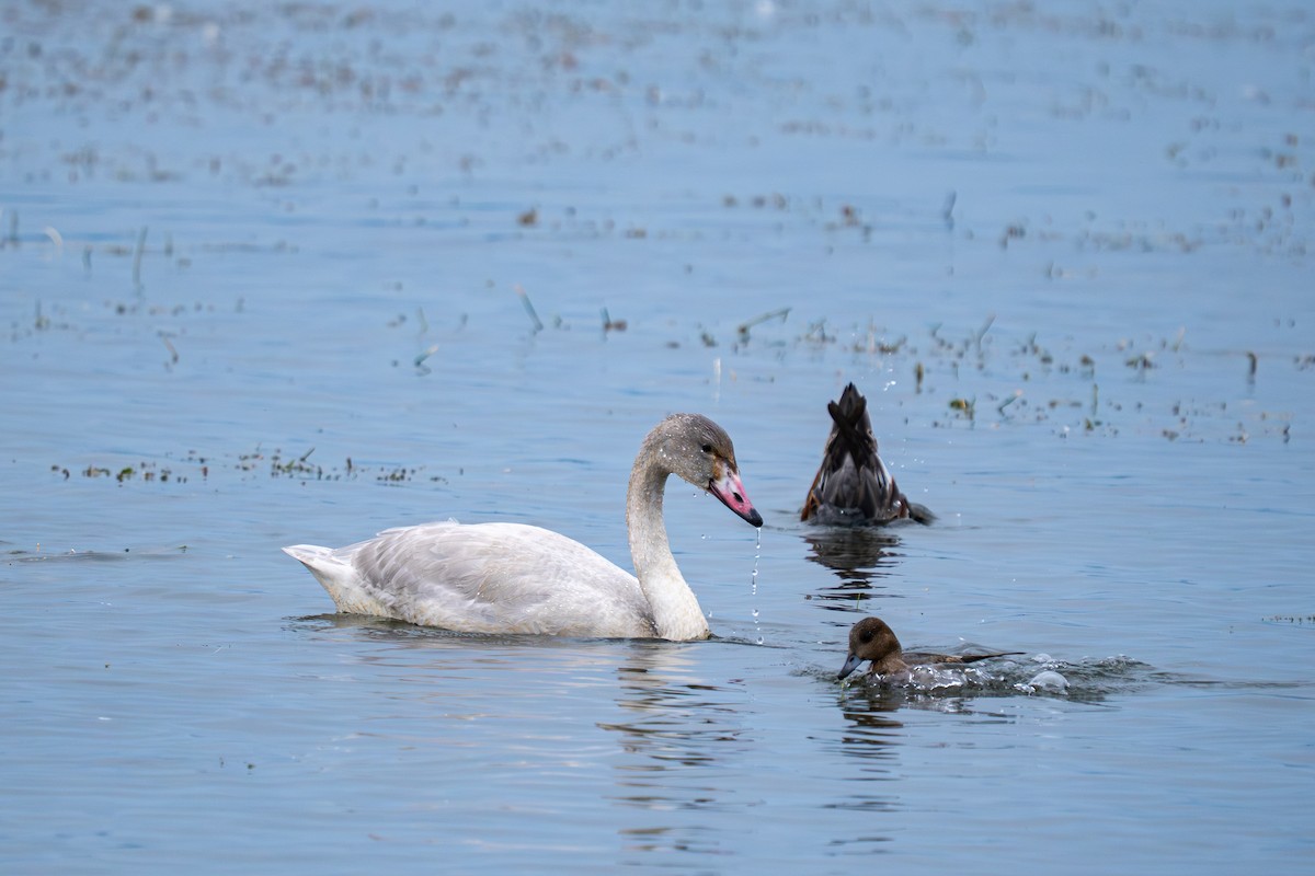 Лебідь чорнодзьобий - ML646047991