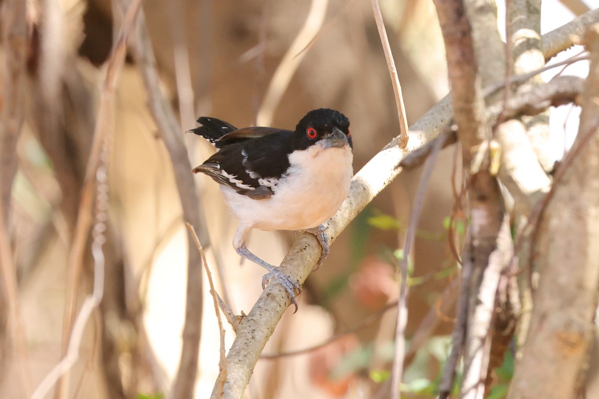 Great Antshrike - ML646047994