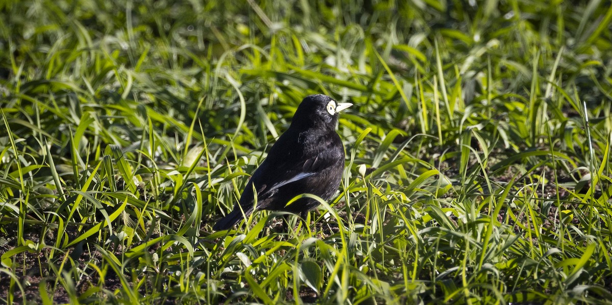 Spectacled Tyrant - ML646047996