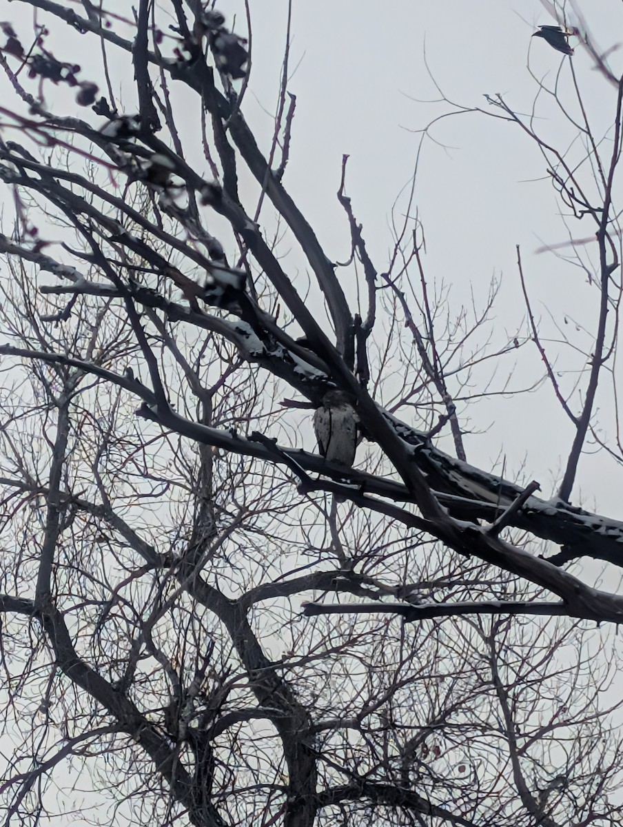 Red-tailed Hawk - ML646048001