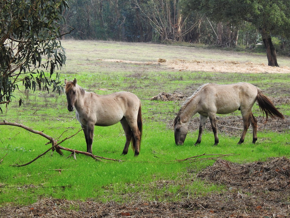 Domestic Horse - ML646048010
