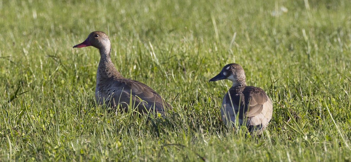 Brazilian Teal - ML646048011