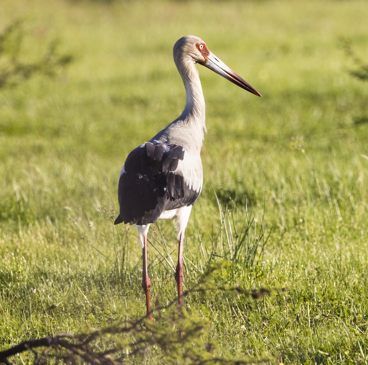 Maguari Stork - ML646048013