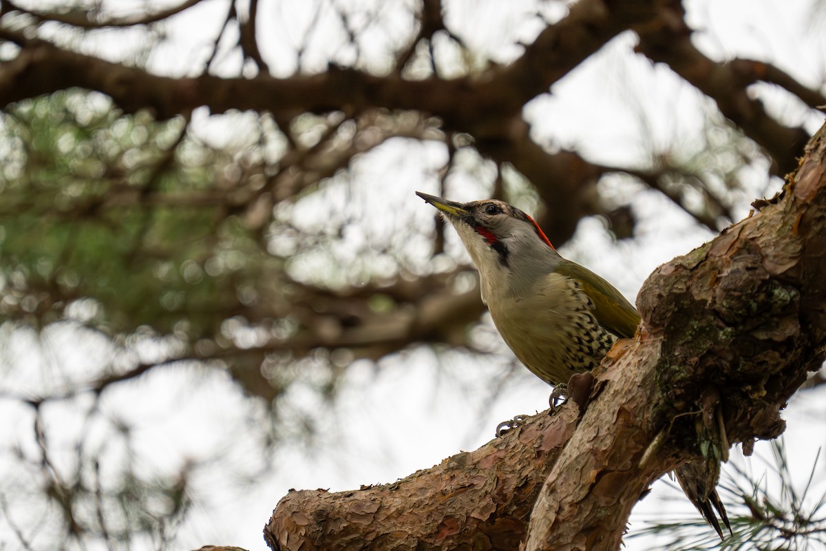 Жовна японська - ML646048021