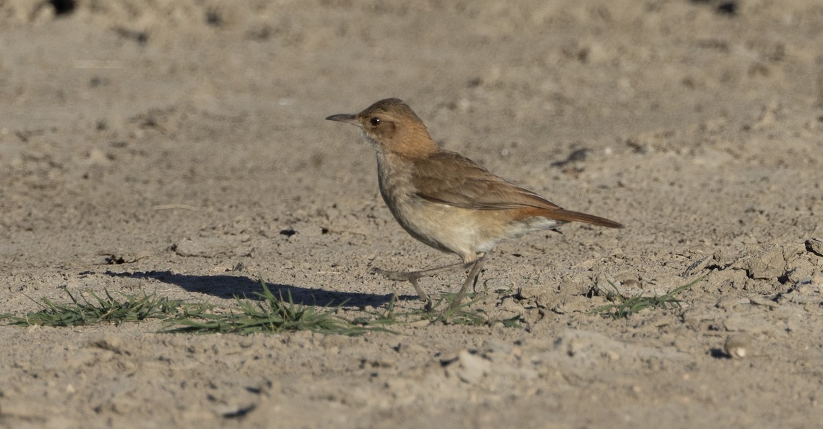 Rufous Hornero - ML646048030