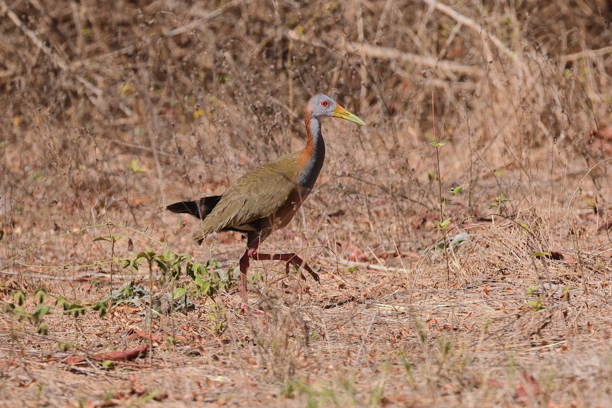 Giant Wood-Rail - ML646048036