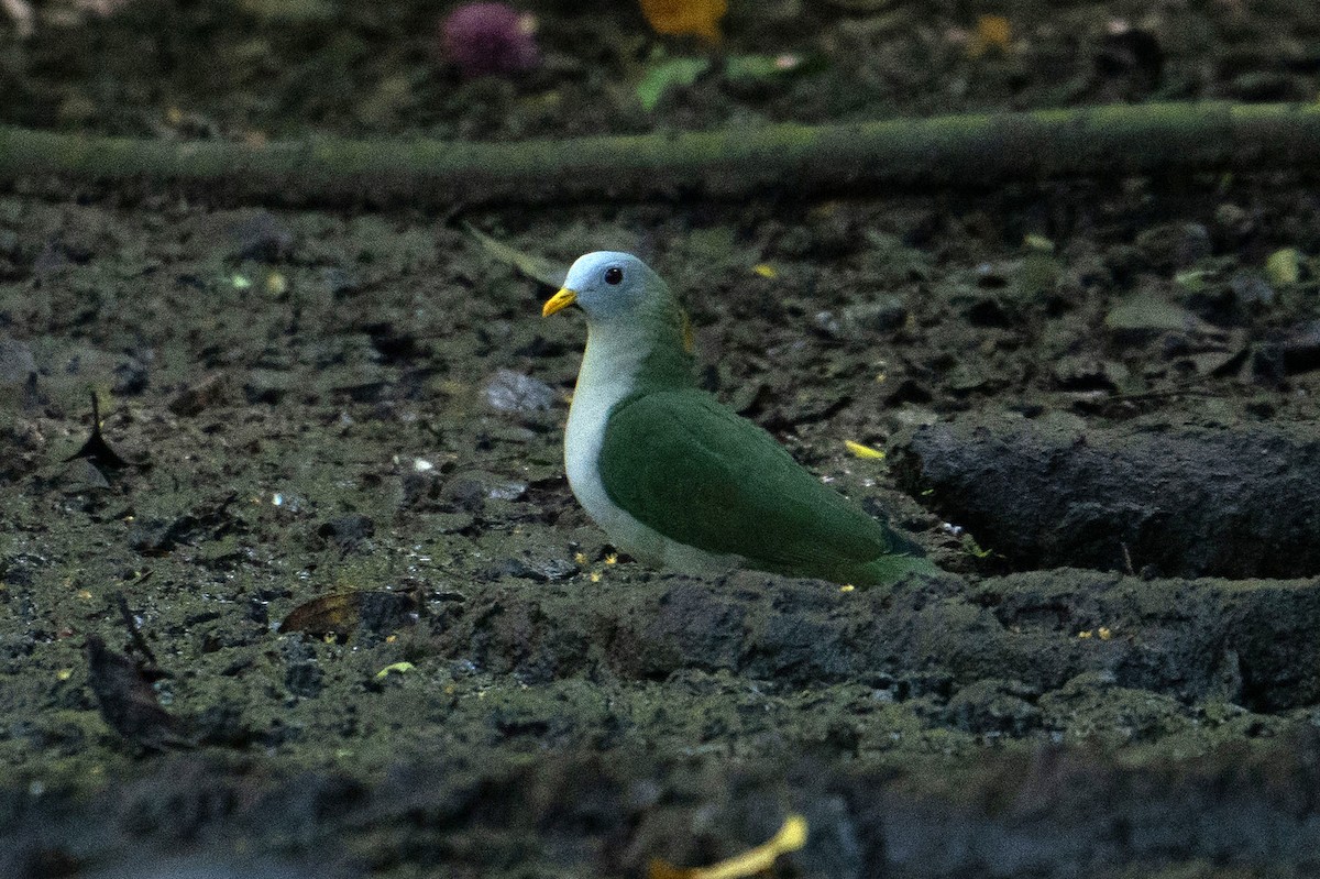 Ptilope à mentonnière - ML646048039