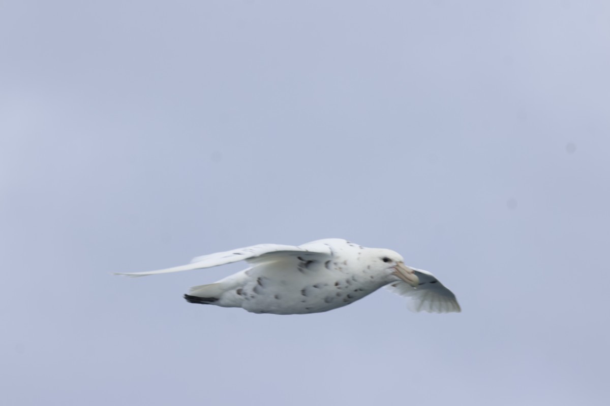 Southern Giant-Petrel - ML646048041