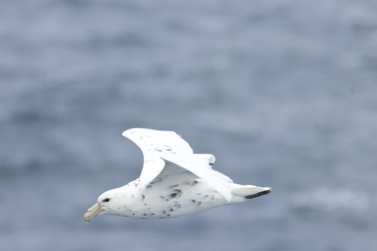 Southern Giant-Petrel - ML646048042