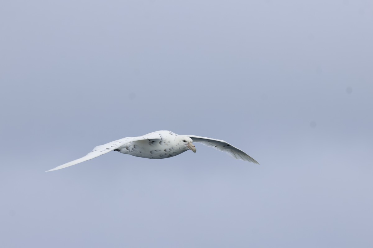 Southern Giant-Petrel - ML646048043