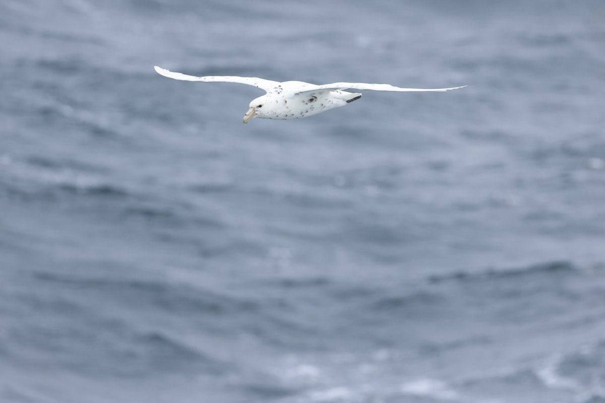 Southern Giant-Petrel - ML646048044