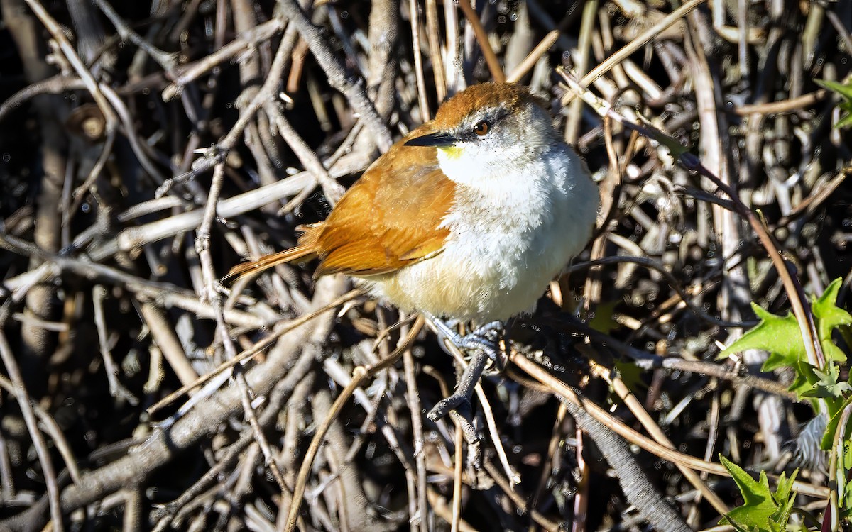 Yellow-chinned Spinetail - ML646048045