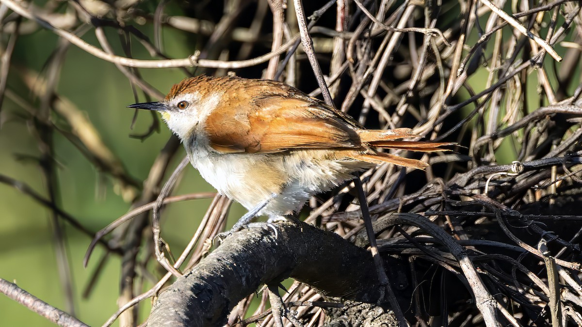 Yellow-chinned Spinetail - ML646048046