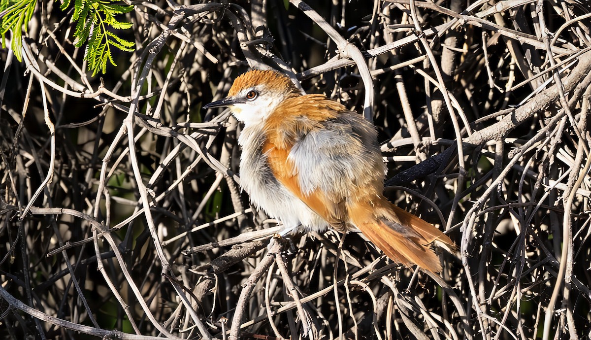 Yellow-chinned Spinetail - ML646048047
