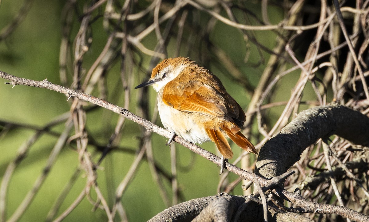 Yellow-chinned Spinetail - ML646048048