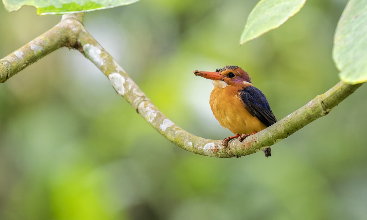 African Pygmy Kingfisher - ML646048051