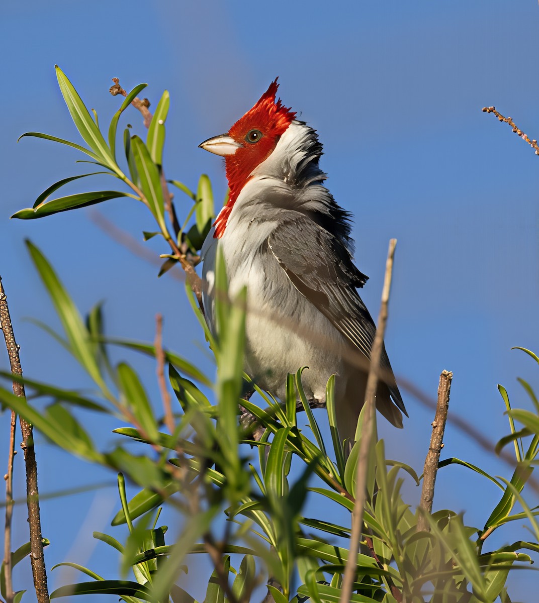 Red-crested Cardinal - ML646048054