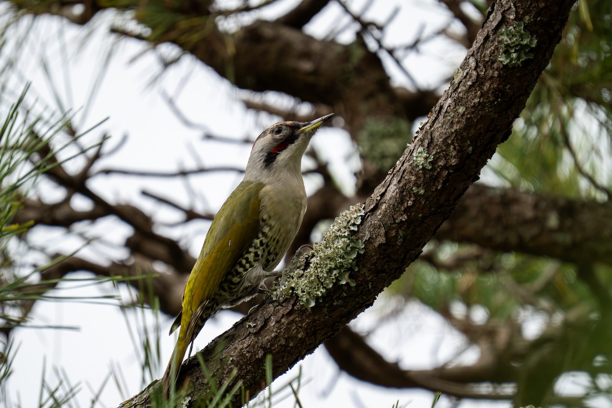 Жовна японська - ML646048055