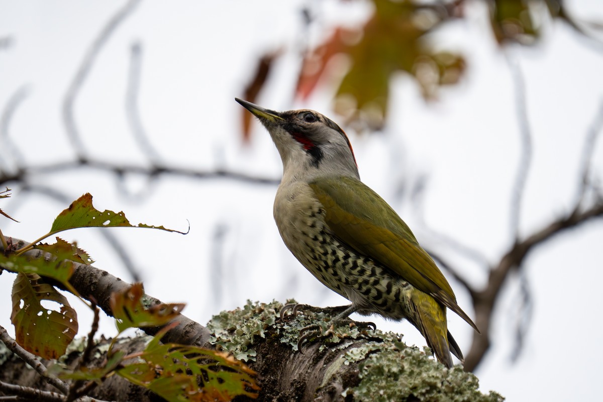 Жовна японська - ML646048056