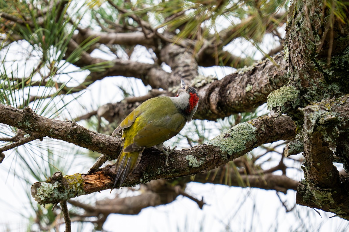 Жовна японська - ML646048057