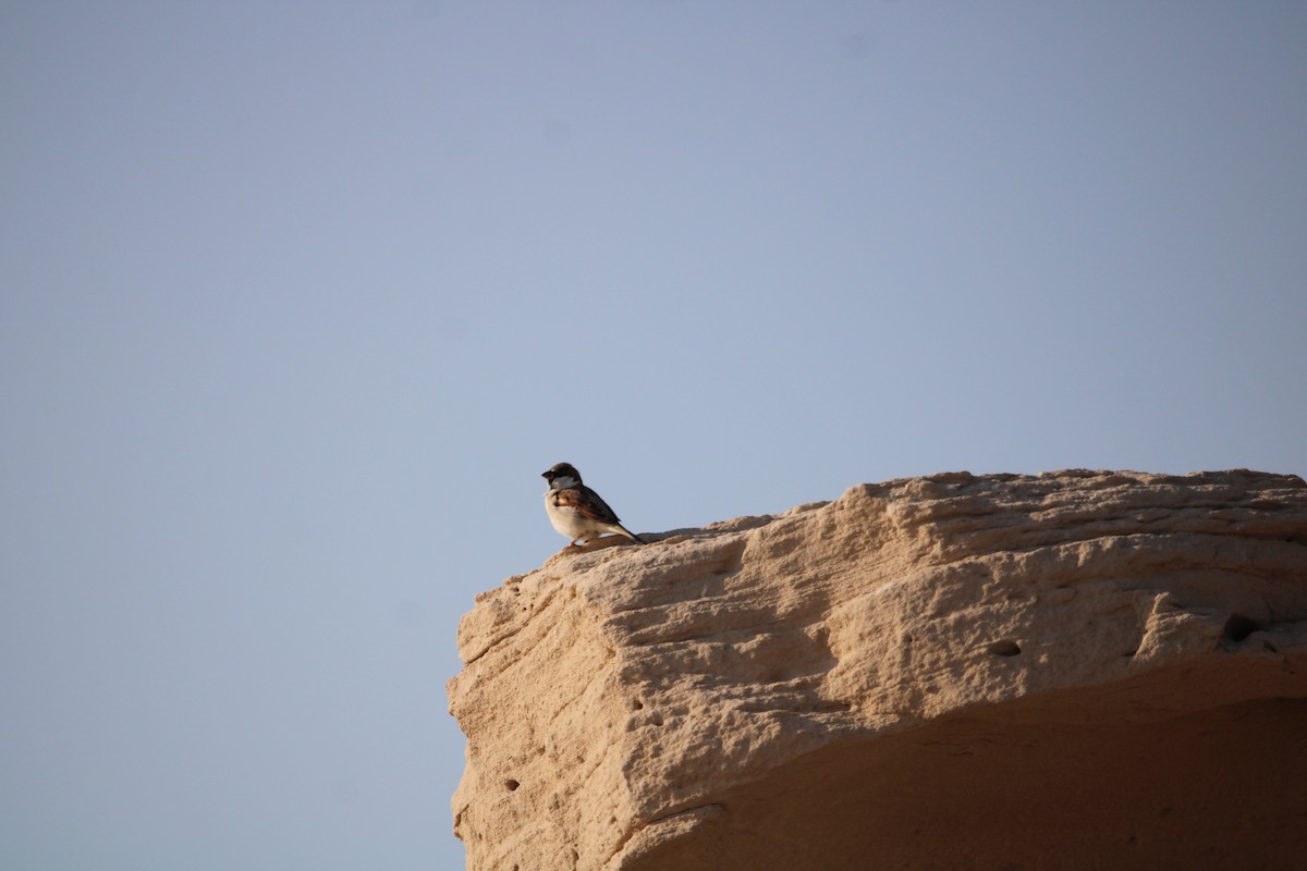 House Sparrow - ML646048061