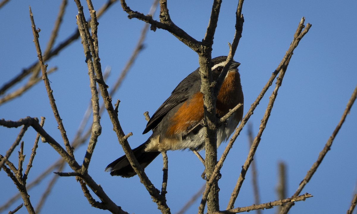 Black-capped Warbling Finch - ML646048062