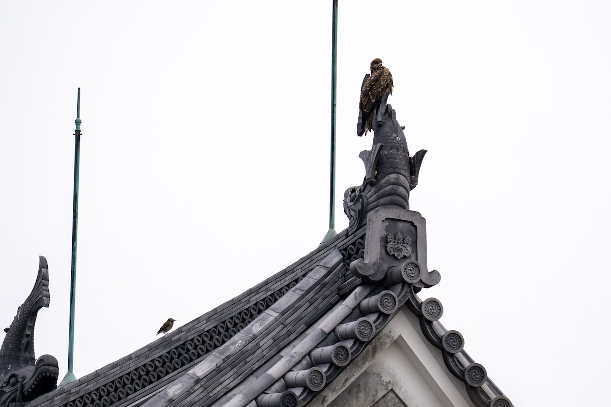 White-cheeked Starling - ML646048064