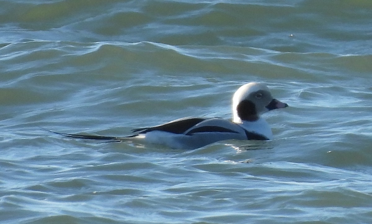 Long-tailed Duck - ML646048066