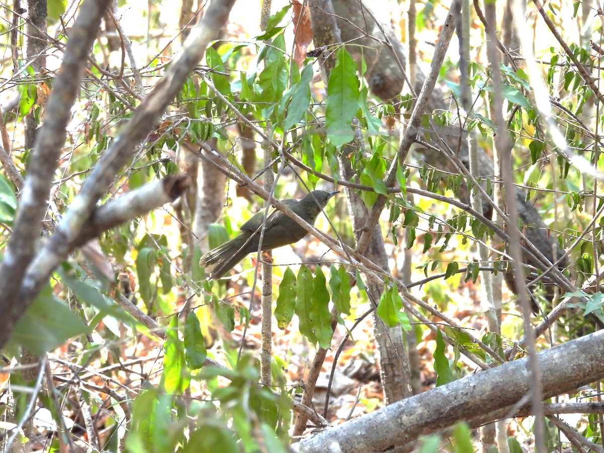 Long-billed Bernieria - ML646048067