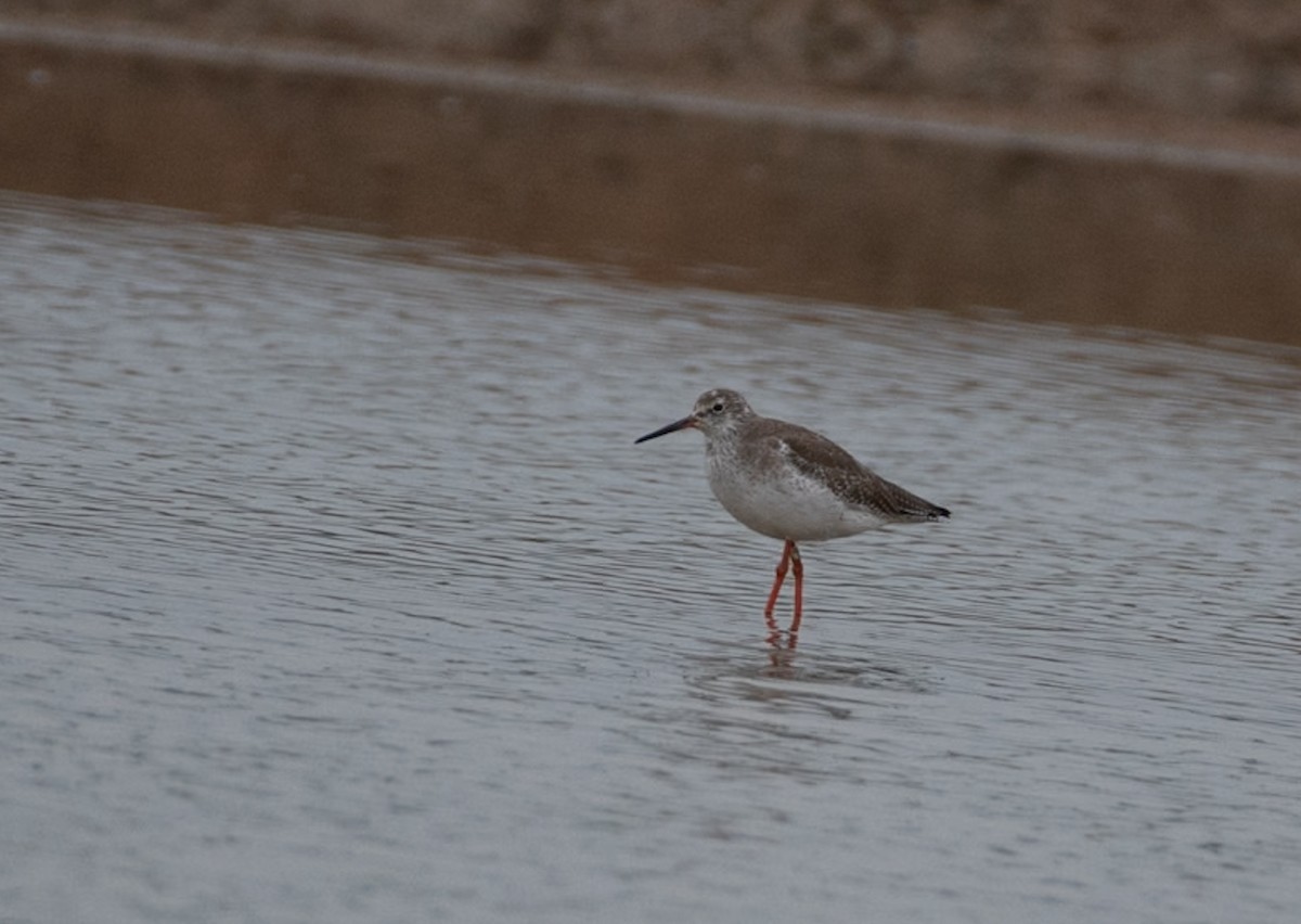 Common Redshank - ML646048069