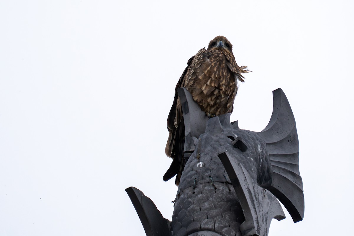 Black Kite - ML646048070