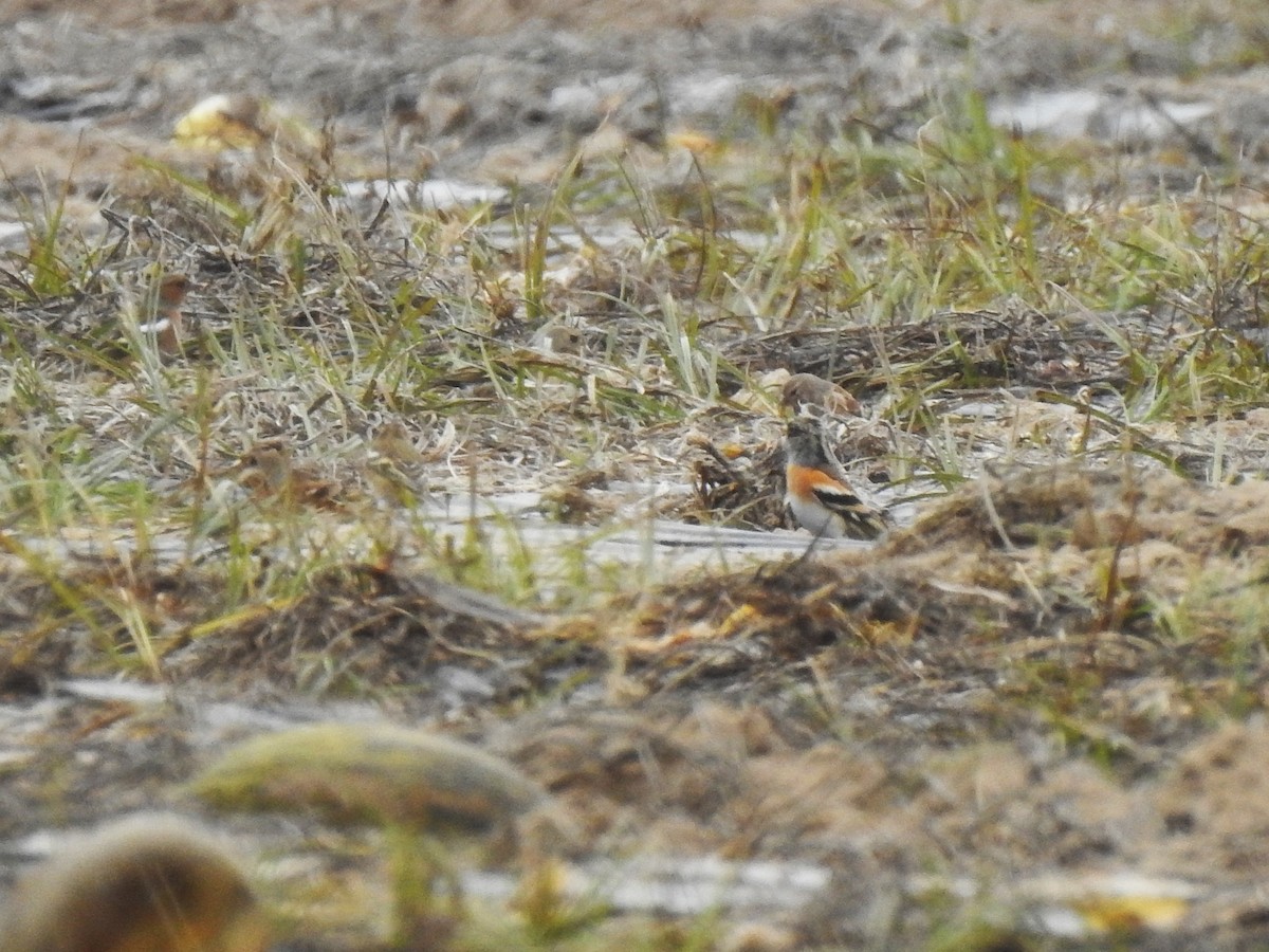 Brambling - ML646048071