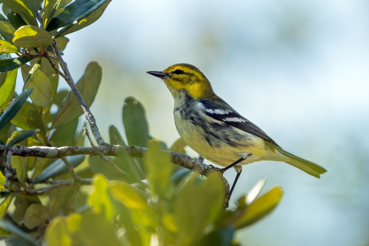 Black-throated Green Warbler - ML646048072