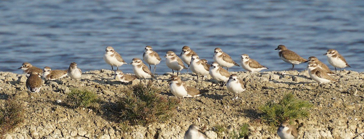 Kentish Plover - ML646048073