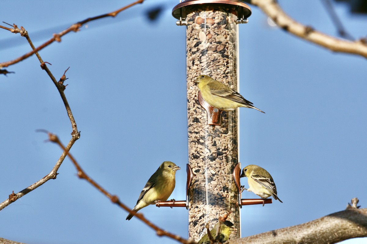 Lesser Goldfinch - ML646048074