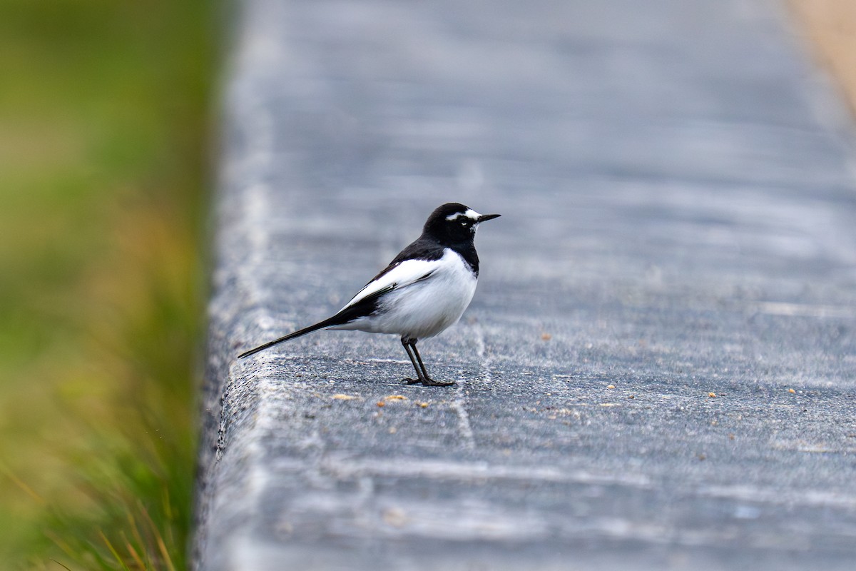 Japanese Wagtail - ML646048075