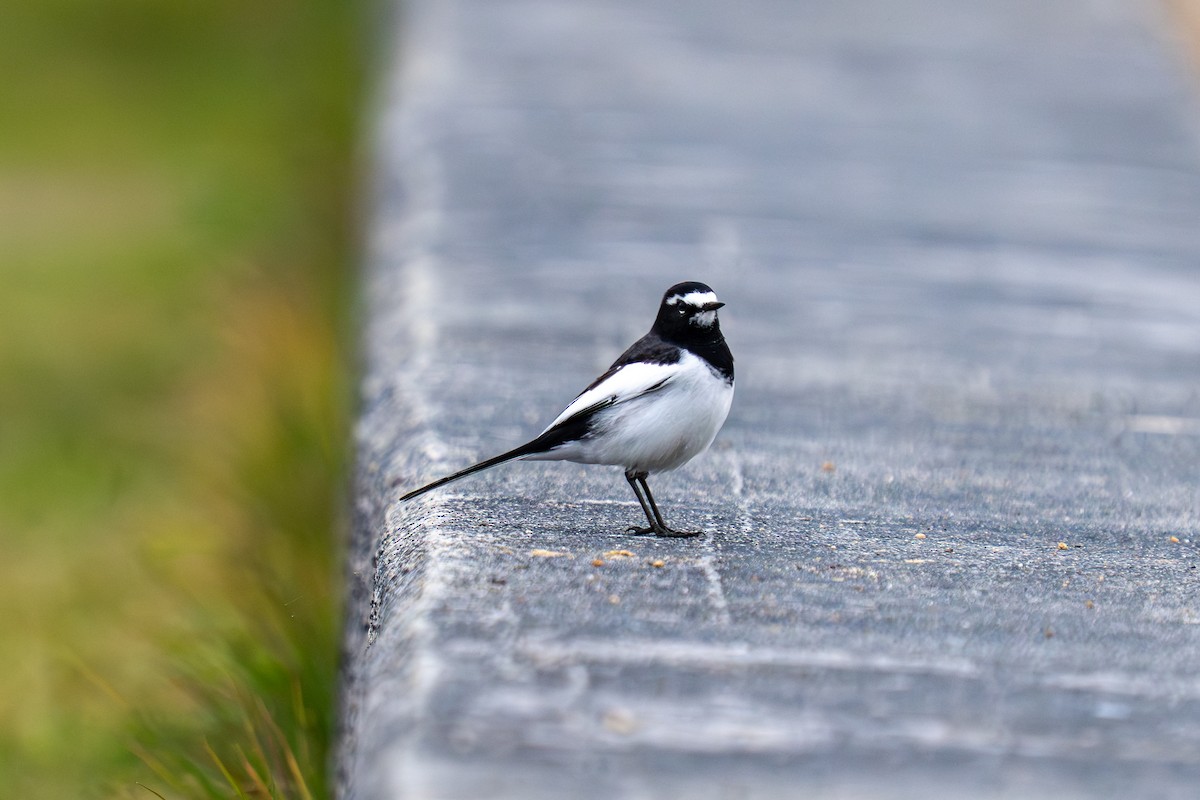 Japanese Wagtail - ML646048076