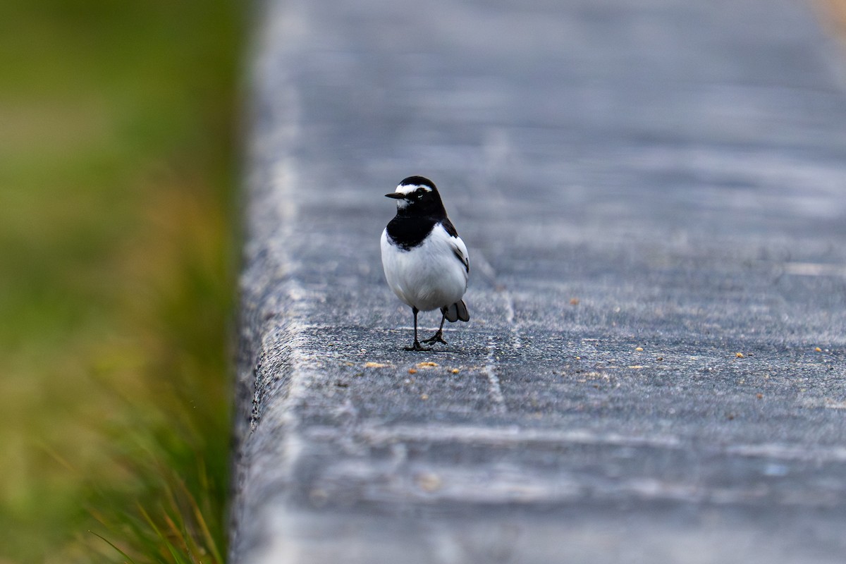 Japanese Wagtail - ML646048077