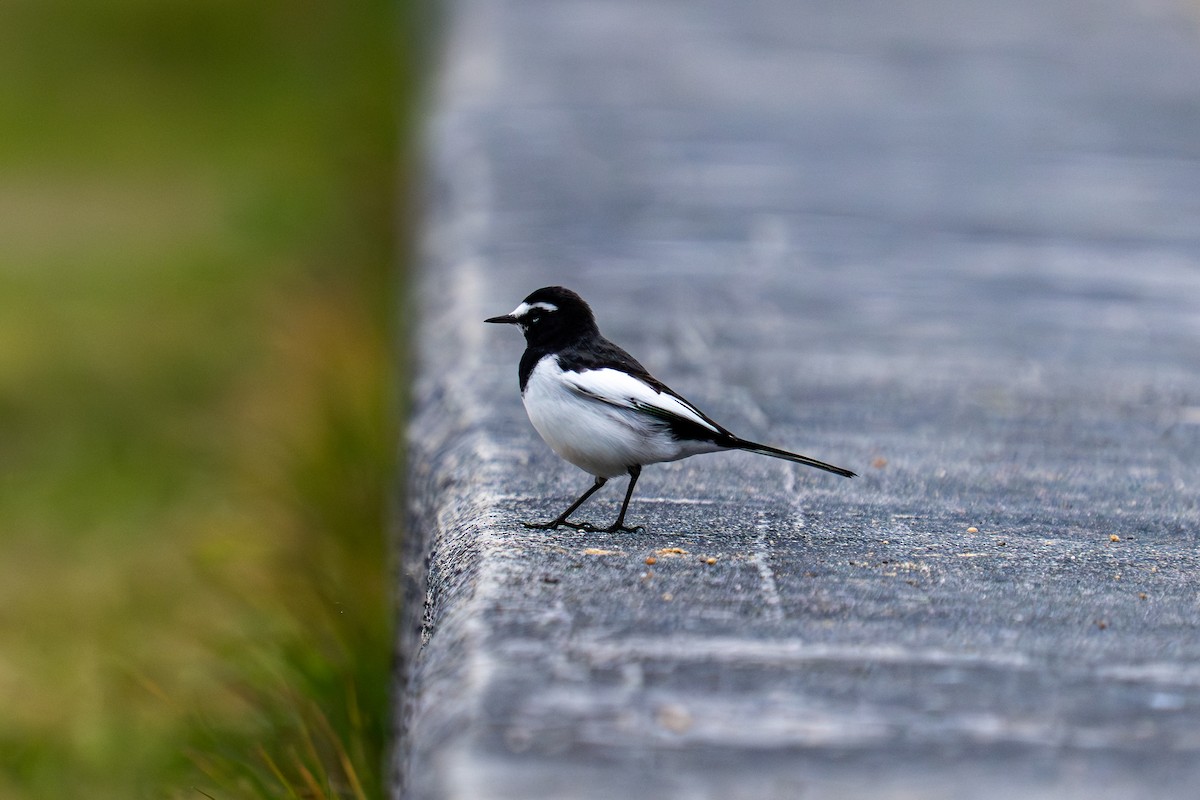 Japanese Wagtail - ML646048078
