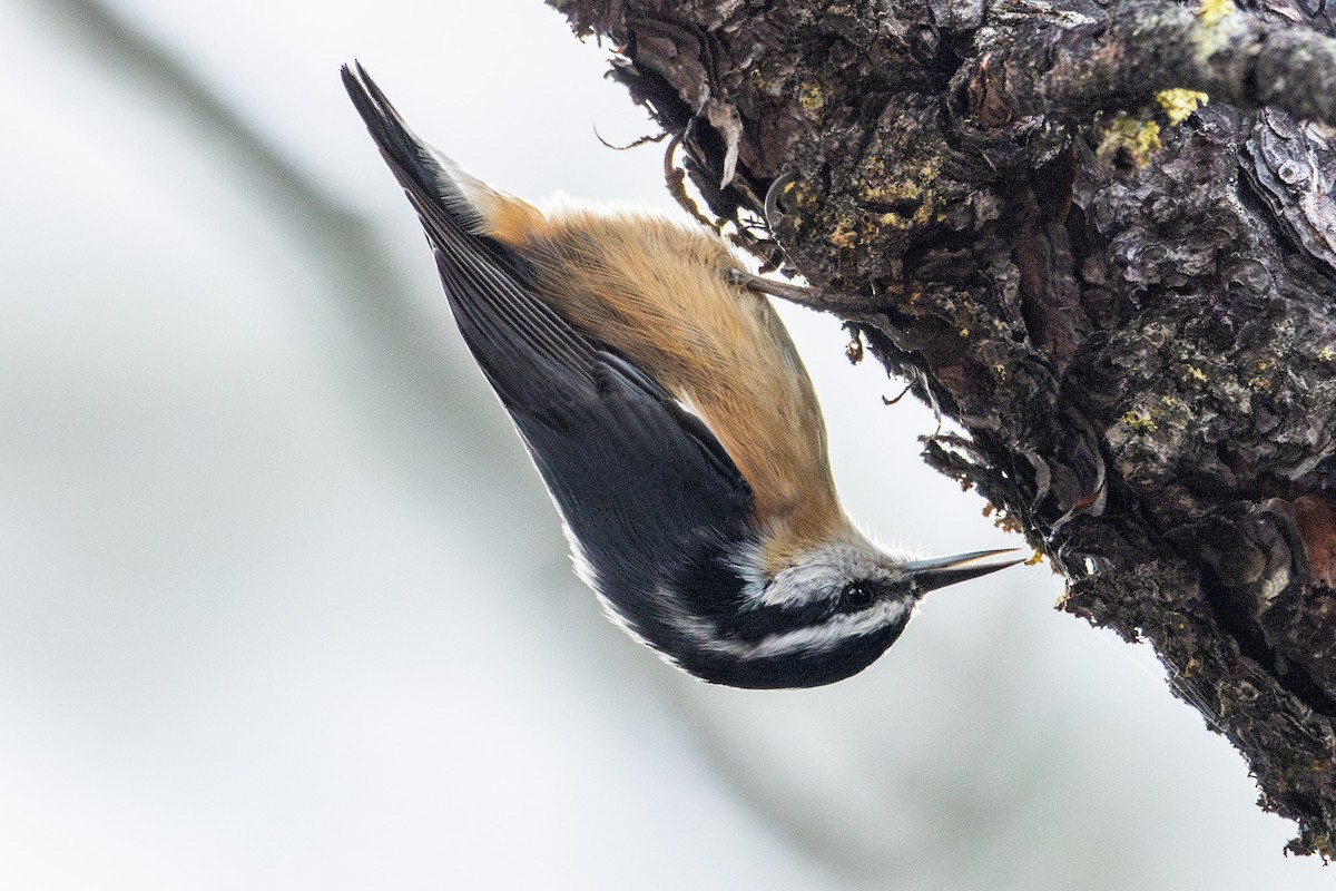 Red-breasted Nuthatch - ML646048079