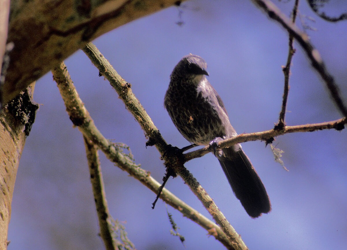 Black-lored Babbler - ML646048080