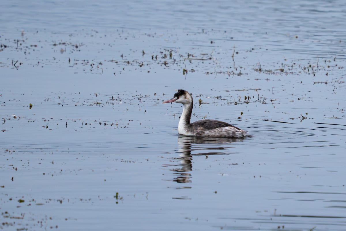 Great Crested Grebe - ML646048082