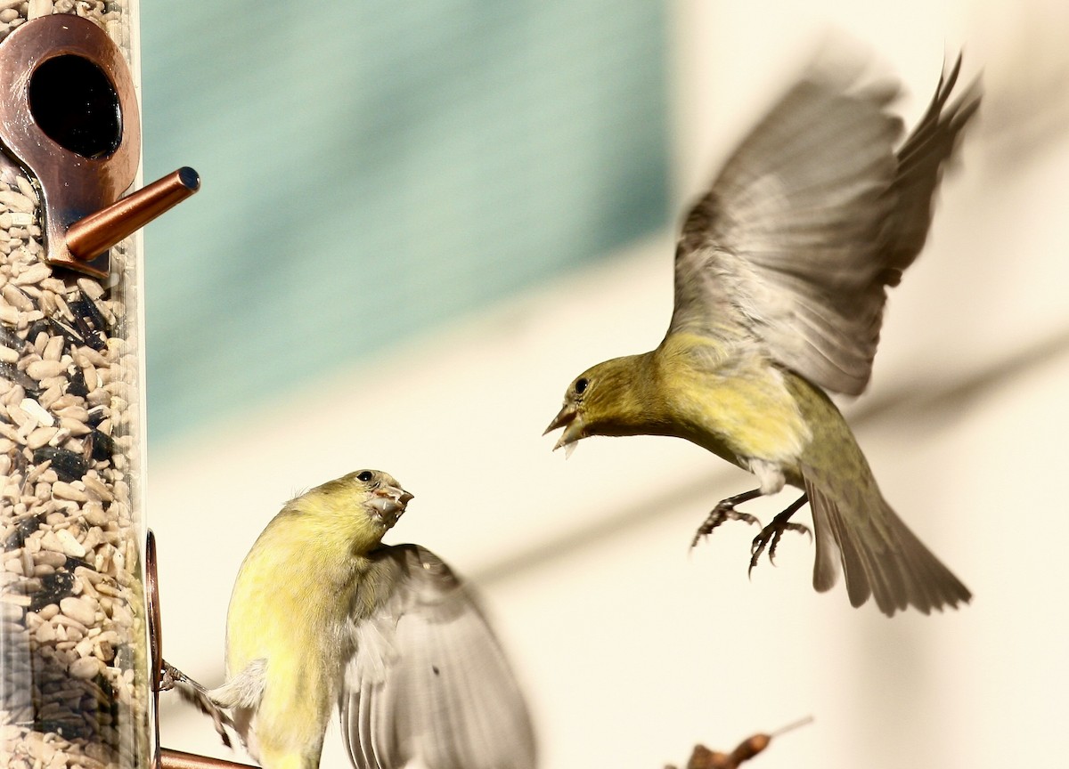 Lesser Goldfinch - ML646048083
