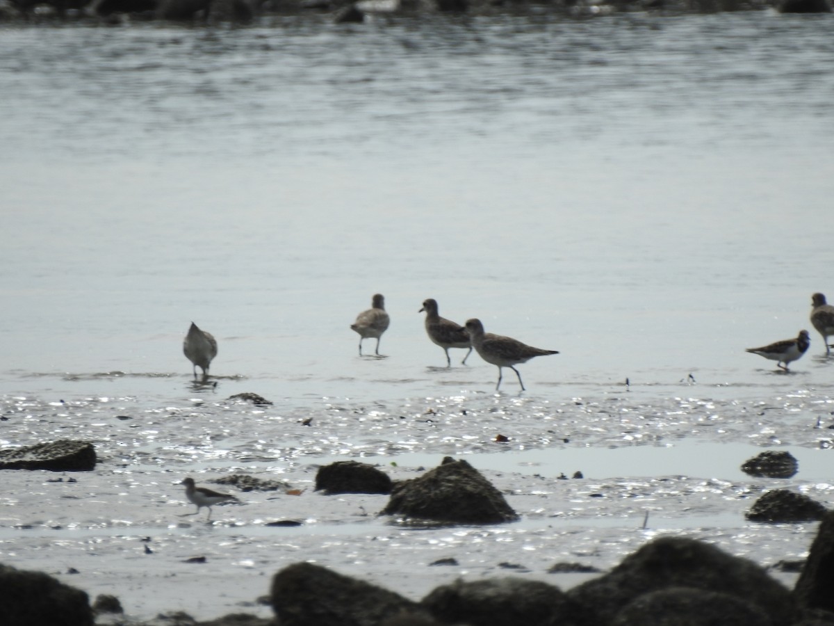 Black-bellied Plover - ML646048089