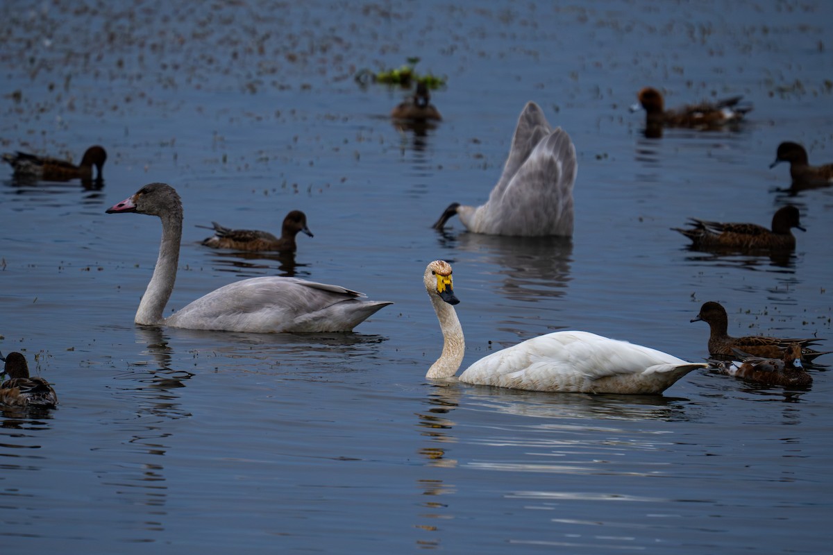 Tundra Swan - ML646048091