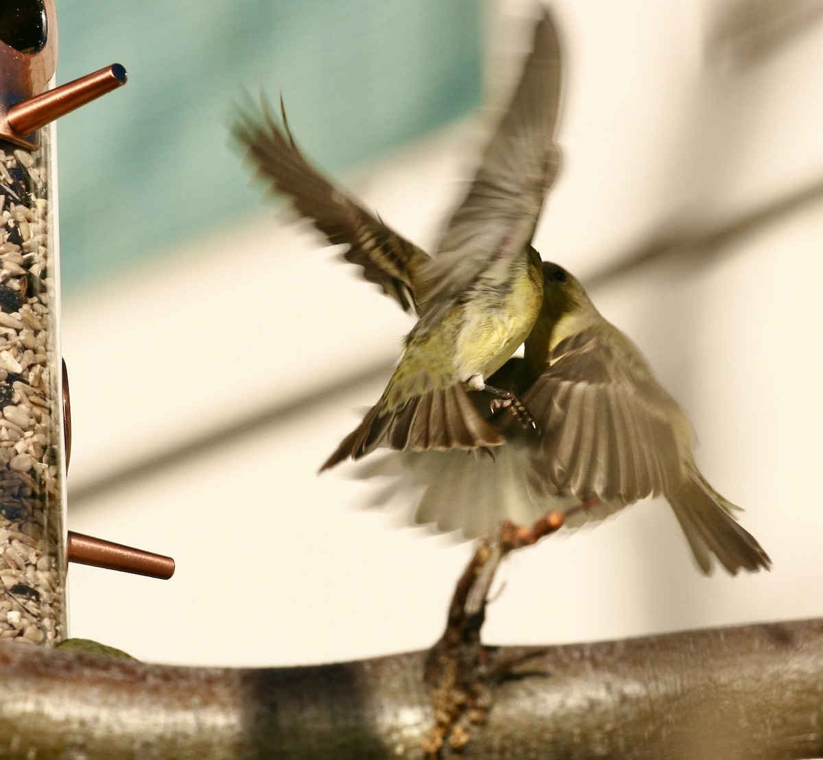 Lesser Goldfinch - ML646048093